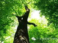 【博皓感悟】欲為大樹，莫與草爭